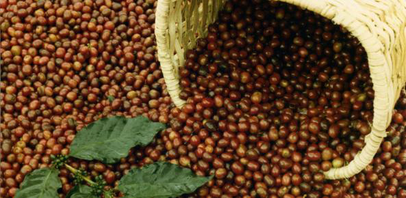 Clima favorece safra 2017/18 de café Foto: Divulgação