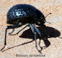 Quais animais são mais resistentes à escassez de água?