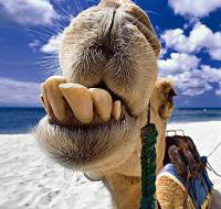Quanta água é armazenada nas corcovas dos camelos?