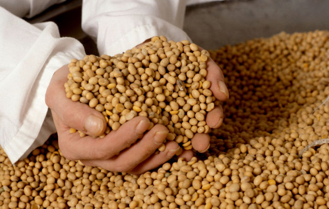 Produção de soja cresce 8% a cada ano em Mato Grosso