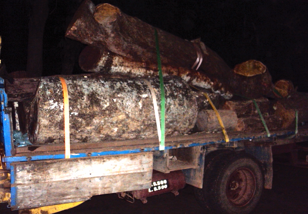PMA apreende caminhão com carga de toras de madeira ilegal em Rochedo