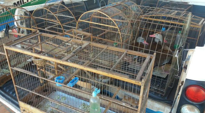 Polícia Militar Ambiental autua assentado em R$ 9 mil por capturar e criar 17 av