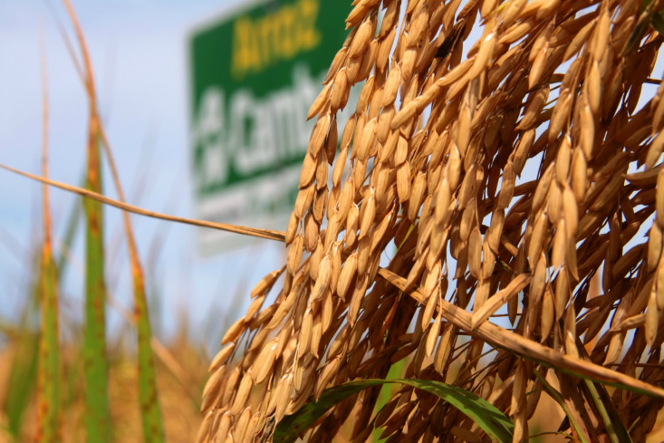 Conab vai enviar mil toneladas de arroz para ajuda humanitária à Palestina