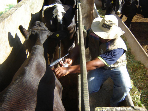 Vacinação aftosa: Pecuaristas deverão declarar etapa de novembro pela internet Vacinação aftosa: Pecuaristas deverão declarar etapa de novembro pela internet