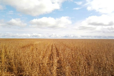 Exportações do agronegócio alcançaram US$ 6,13 bilhões em novembro Foto: Ascom Famasul