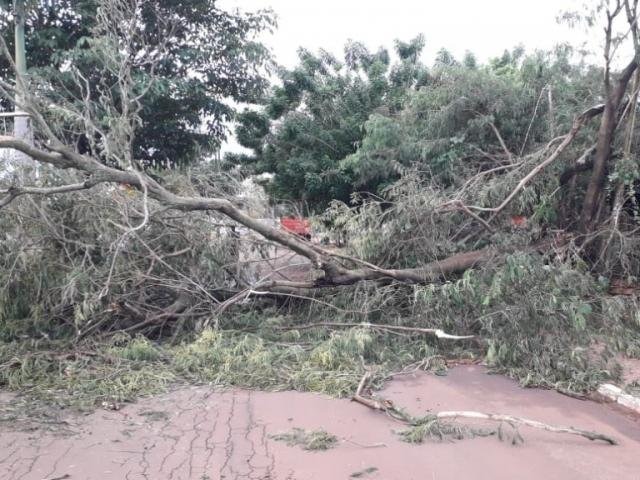 Queda de árvore bloqueou a Avenida Marechal Deodoro (Foto: Corpo de Bombeiros)