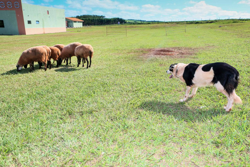 Produtividade do rebanho pode ser potencializada com auxílio de cães pastores Foto: Divulgação