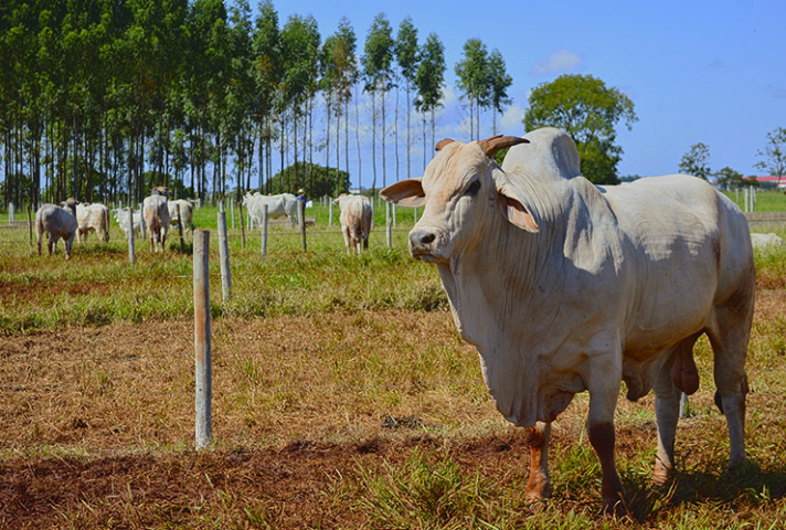 Não há projeção de redução nos valores da arroba do boi gordo a curto prazo.