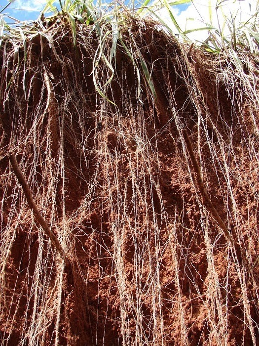 Braquiária muito além da alimentação animal Foto: Lourival Vilela Raízes de braquiária