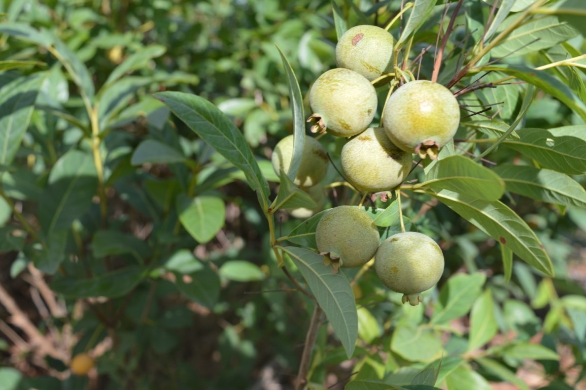 De chá que cura dor de barriga a bolo com geleia, guavira é a fruta da estação Guavira é a fruta da estação / Foto: Moreira Produções