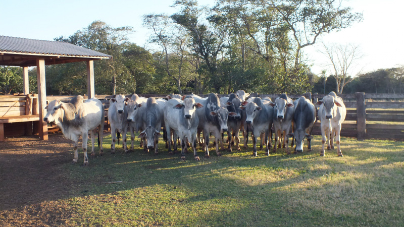 Legenda da Foto: Garrotes que serão ofertados na 7ª Edição do Leilão SUCESSORES.