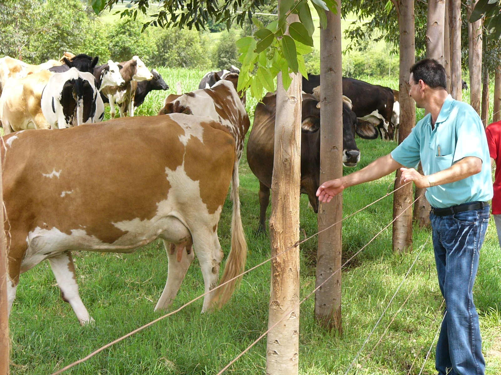 A iniciativa visa atender agricultores familiares que produzem leiteFoto: Ilustrativa