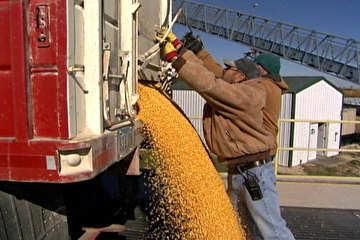 Desvio do milho para produção de combustível divide opiniões nos EUA