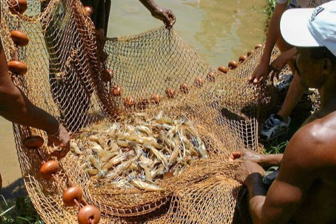 Pesquisa indica peixes que podem ser consumidos por brasileiros Governo de SP/ Divulgação