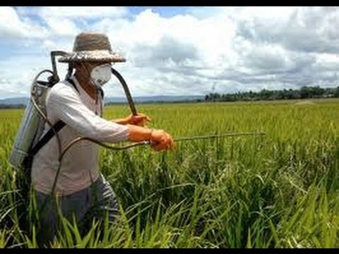 Permissão de agrotóxicos à base de brometo de metila é prorrogada Permissão de agrotóxicos à base de brometo de metila é prorrogada