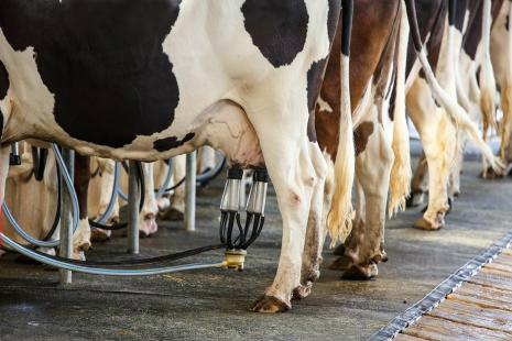 Veja qual será o cenário para a produção de leite em 2017 Foto: Divulgação