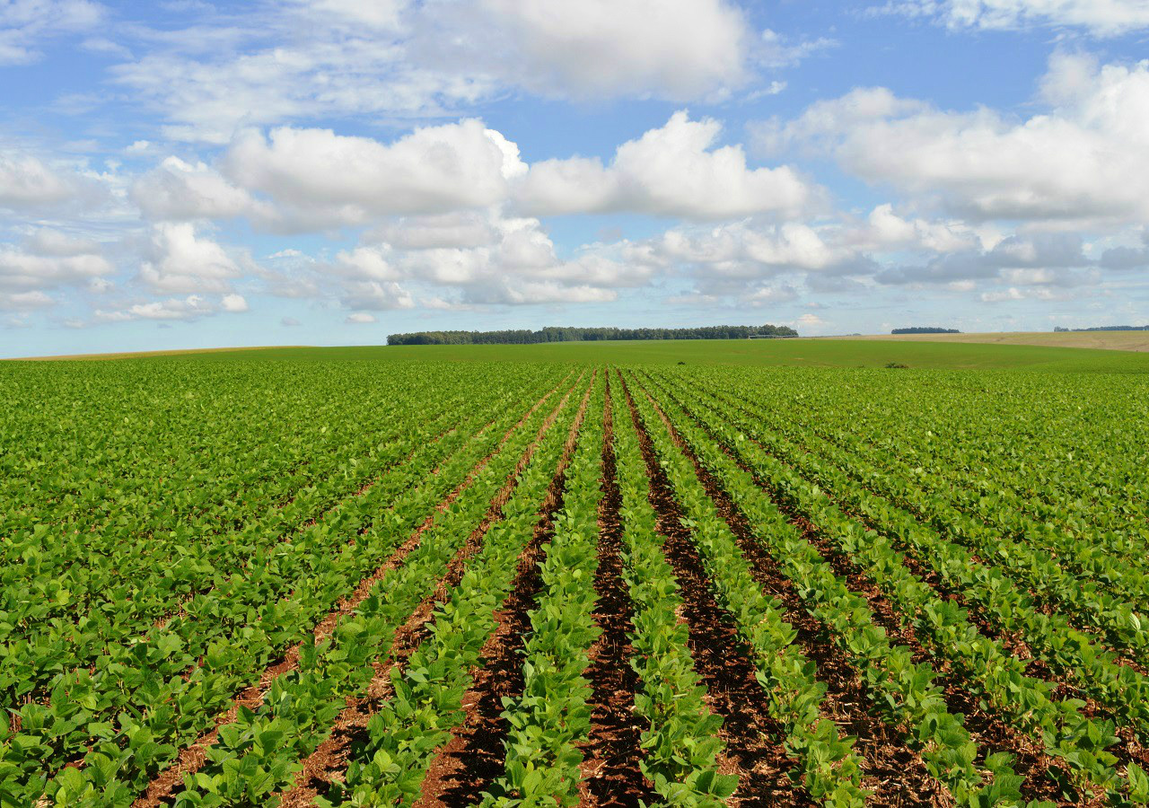 Governo libera R$ 100 milhões para seguro rural Foto: Divulgação
