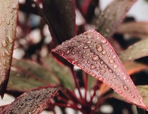 Inverno começa nesta quarta (21), com previsão de El Niño de baixa intensidade Foto: Divulgação