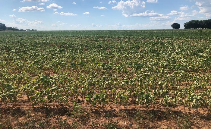 Agricultores de MS estão em alerta com estiagem nas lavouras de soja Agricultores de MS estão em alerta com estiagem nas lavouras de soja