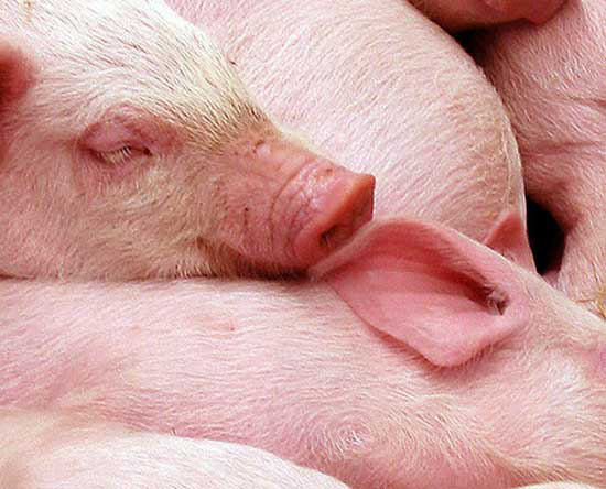 Bacon, presunto e salsicha em risco de “extinção”, a partir de 2013