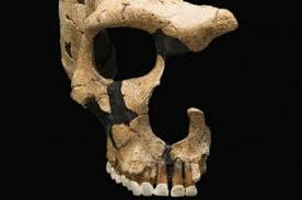Humanos podem ter sido as primeiras vítimas da 6ª extinção em massa Humanos podem ter sido as primeiras vítimas da 6ª extinção em massa