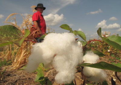 MS abre colheita oficial da safra 2013/2014 de algodão