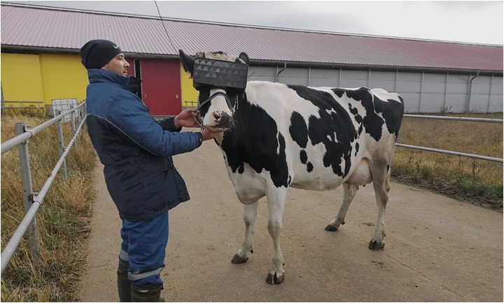 Vacas recebem óculos de realidade virtual para reduzir ansiedade (Fonte: Ministério de Agricultura e Alimentos de Moscou / Divulgação)
