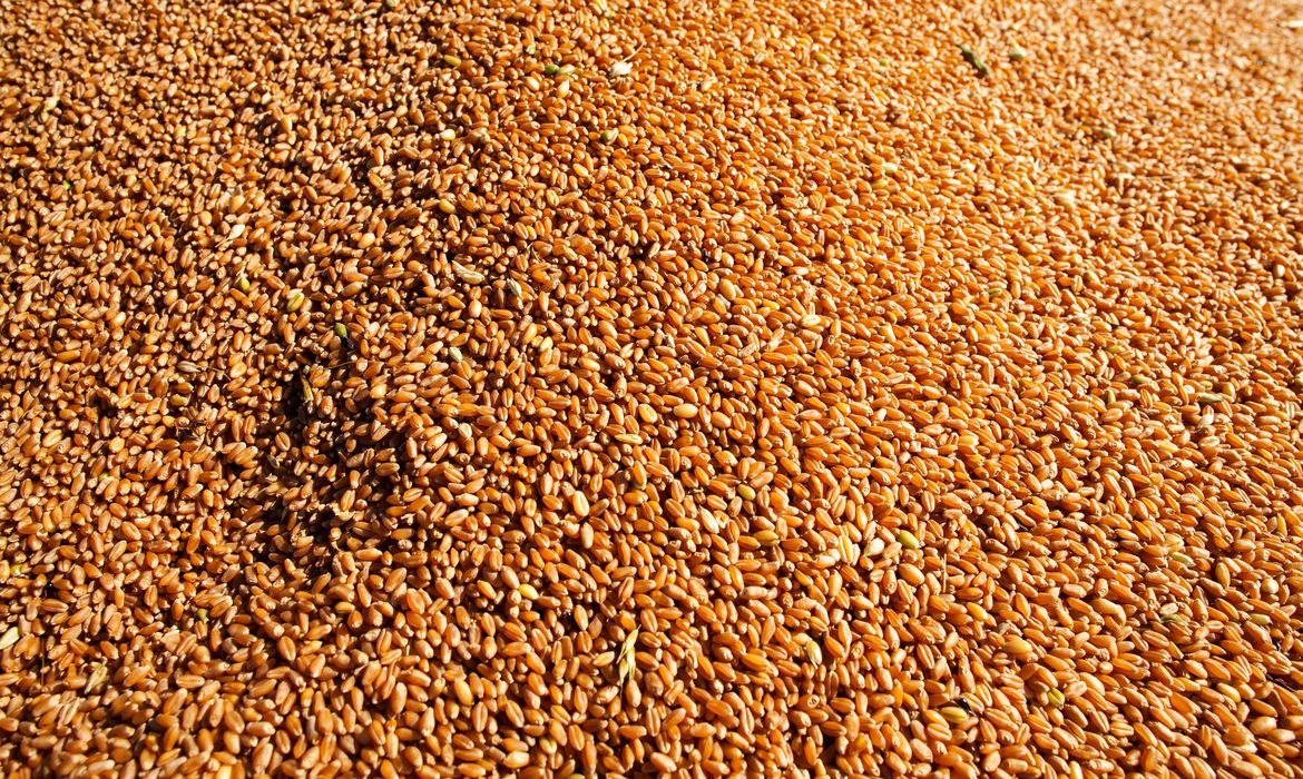 Safra de grãos será recorde com 273,8 milhões de toneladas, diz Conab Foto: Agência Brasil
