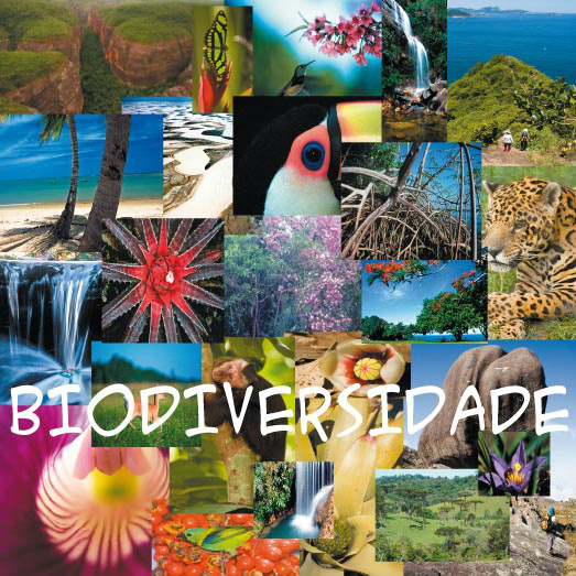 Brasil não tem acordo sobre duas metas de conservação da biodiversidade Brasil não tem acordo sobre duas metas de conservação da biodiversidade