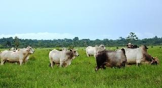 Fazenda Madressilva investe no manejo de pastagens