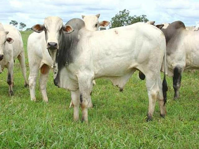 A alta na arroba do boi é resultado dos baixos estoques de gado, cenário atual em todo país