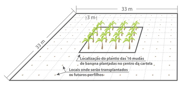 Embrapa adapta jogo de bingo como difusão de manejo e cultivar de bananeira O croqui do bananal imita uma cartela de bingo