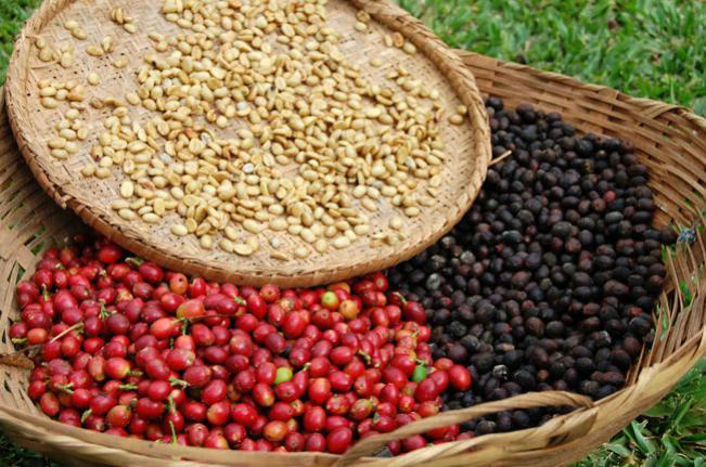 Safra de grãos 2011/2012 deve ser 2,2% menor do que a passada