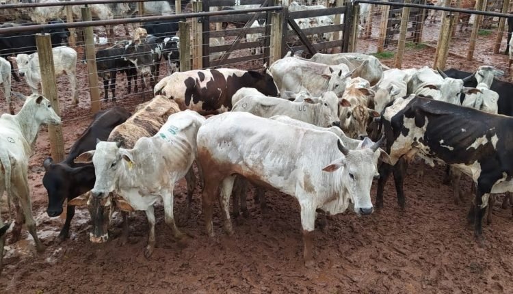 Garras acaba com leilão em MS e prende vendedor e leiloeiro com gado furtado Animais foram recuperados (Foto: Divulgação)