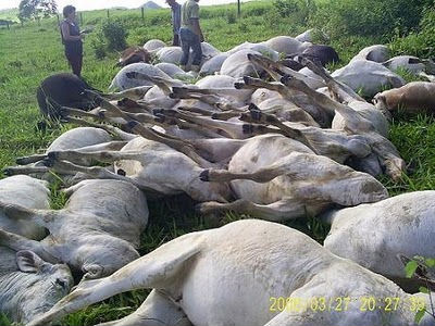 Produtores começam enterrar gado morto com o frio