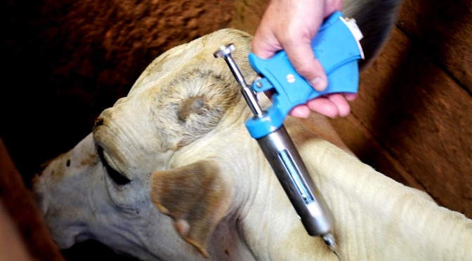 Para vacinar 21 milhões de animais, MS inicia campanha contra a aftosa no dia 1°