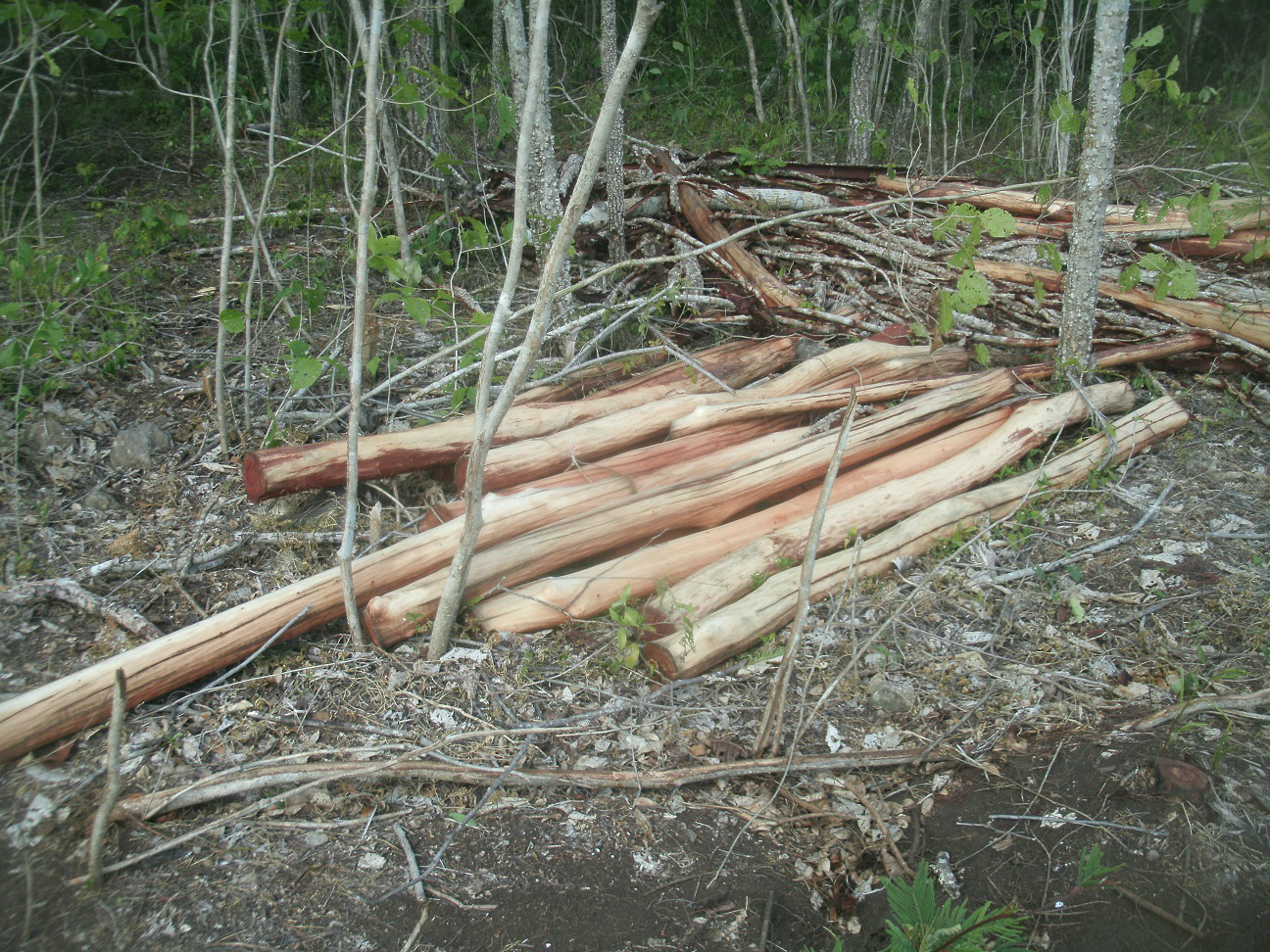 Madeira ilegal. / Foto: PMA