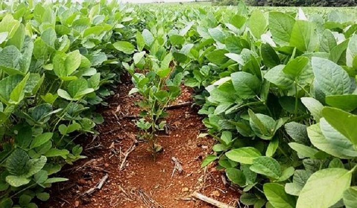 Cadastro de área plantada com soja é segurança para o produtor Cadastro de área plantada com soja é segurança para o produtor
