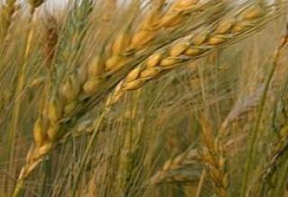 Para o coordenador da Câmara Setorial do Arroz do RS, César Marques, a exportação de arroz é fundamental para manutenção da estabilidade dos preços praticados no comércio interno de arroz.