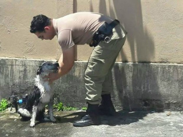 Cão recebeu banho de mangueira de policiais / Foto: Polícia Militar de SC