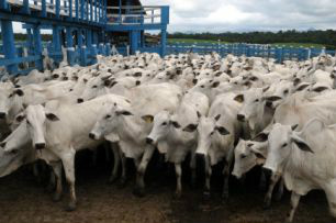 Deverá ser vacinado todo o rebanho bovino e bubalino (mamando a caducando)