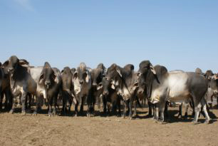 A participação dos produtores rurais é voluntária mediante a assinatura de um termo de compromisso, e as propriedades são sorteadas aleatoriamente