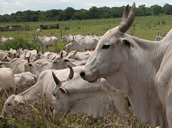 Iagro define regras e mantém ações de vigilância sanitária na região de fronteira Iagro define regras e mantém ações de vigilância sanitária na região de fronteira