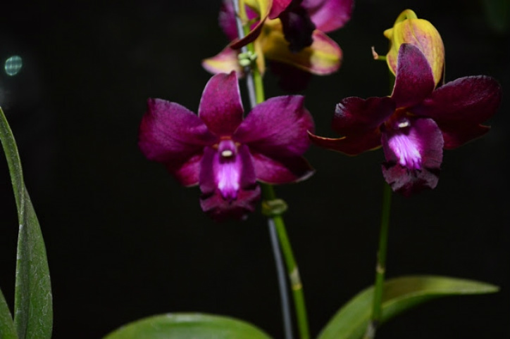 Cultivo de orquídeas ganha espaço em MS como atividade terapêutica