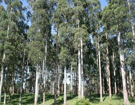 BNDES confirma interesse por nova fábrica de celulose em MS De acordo com o governador, já existe um maciço de aproximadamente 60 mil hectares de eucalipto plantados no Estado, que poderá ser destinado ao empreendimento