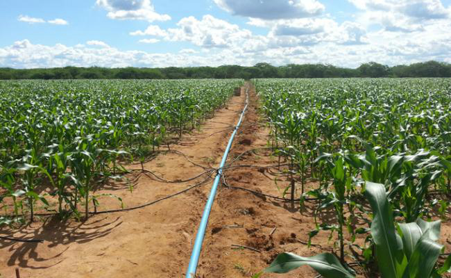 PE: agricultores receberão assistência técnica em áreas irrigadas Foto: Divulgação