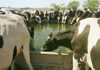 Pesquisador sugere que o produtor monitore o peso do animal, a ingestão de matéria seca e de sal