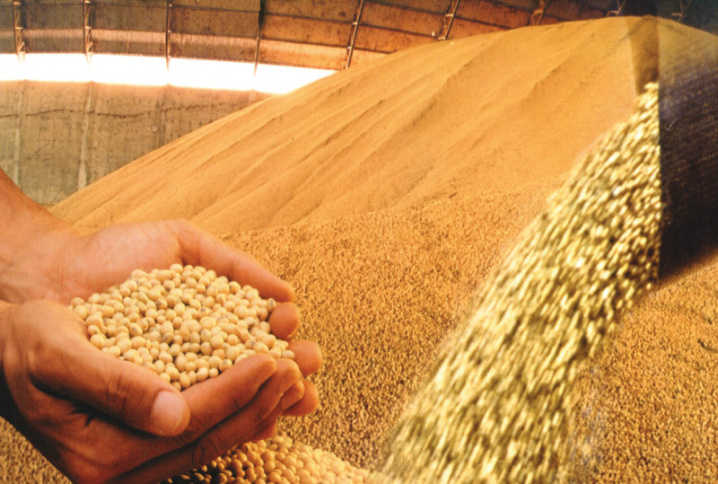 Soja: tecnologia e planejamento são diferenciais para produtividade do grão