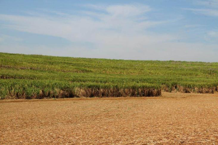 Produção de cana-de-açúcar deve ultrapassar 650 milhões de toneladas na safra