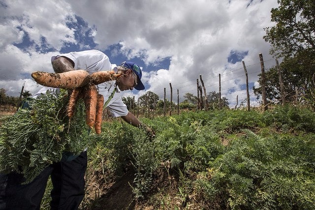 Brasil gerou 34 mil novos empregos formais em maio Agropecuária gerou 46 mil novos postos de trabalho e foi destaque entre os principais setores da economia